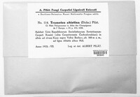 Trichaptum abietinum image